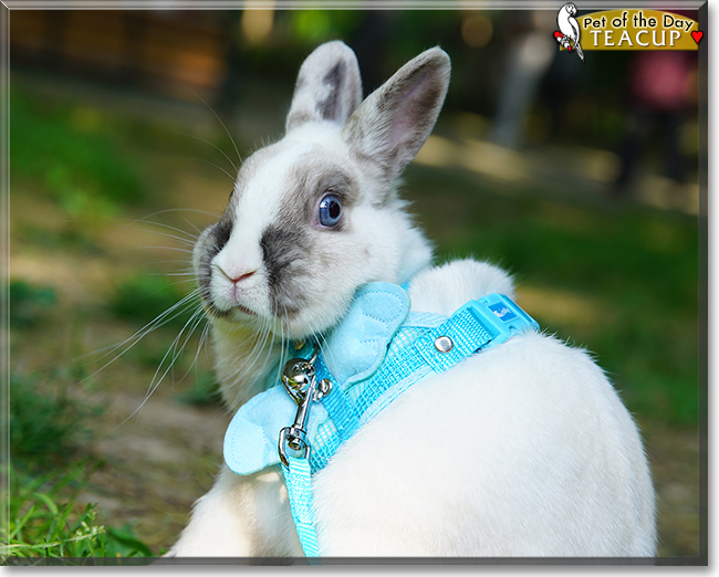 Teacup the Netherland Dwarf mix Rabbit, the Pet of the Day