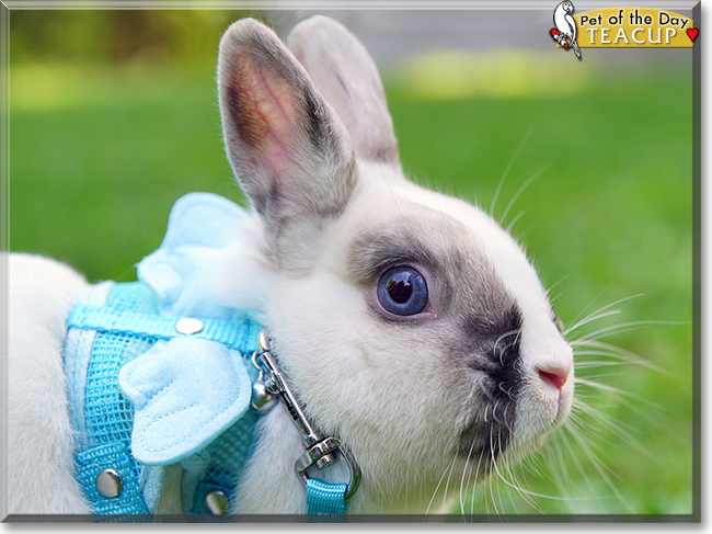 Teacup the Netherland Dwarf mix Rabbit, the Pet of the Day