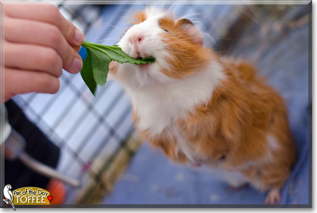 Toffee the Guinea Pig, the Pet of the Day