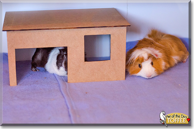 Toffee the Guinea Pig, the Pet of the Day