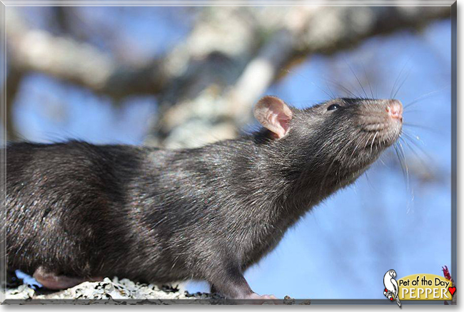 Pepper the Fancy Rat, the Pet of the Day