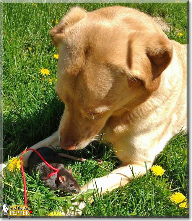 Pepper the Fancy Rat, the Pet of the Day