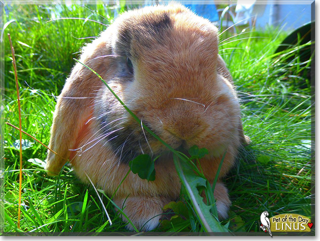 Linus the Lop Rabbit, the Pet of the Day