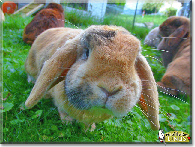 Linus the Lop Rabbit, the Pet of the Day