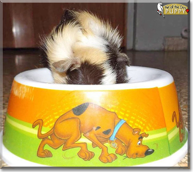 Puppy the Guinea Pig, the Pet of the Day