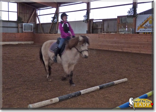 Lady the Conemara Pony, the Pet of the Day