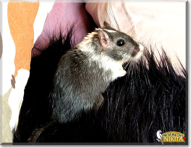 Nikita and Leonid the Gerbils, the Pet of the Day