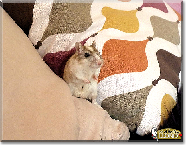 Nikita and Leonid the Gerbils, the Pet of the Day