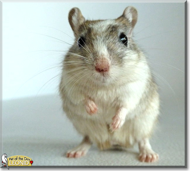 Nikita and Leonid the Gerbils, the Pet of the Day