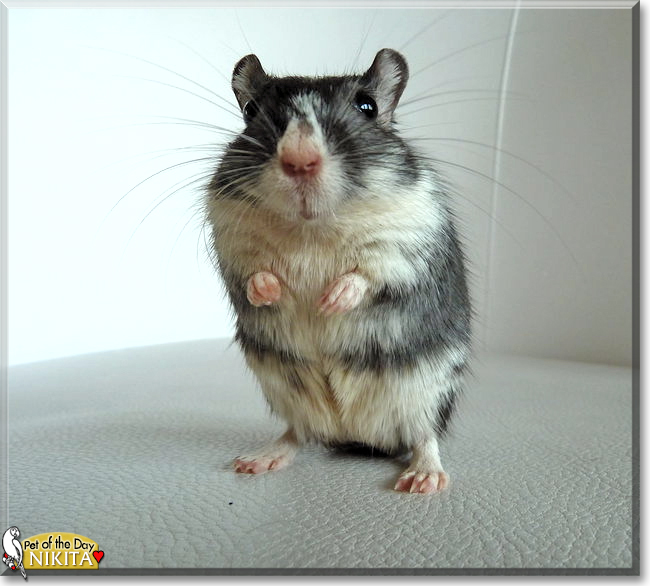 Nikita and Leonid the Gerbils, the Pet of the Day