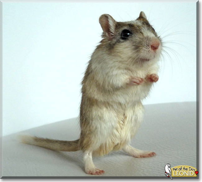 Nikita and Leonid the Gerbils, the Pet of the Day