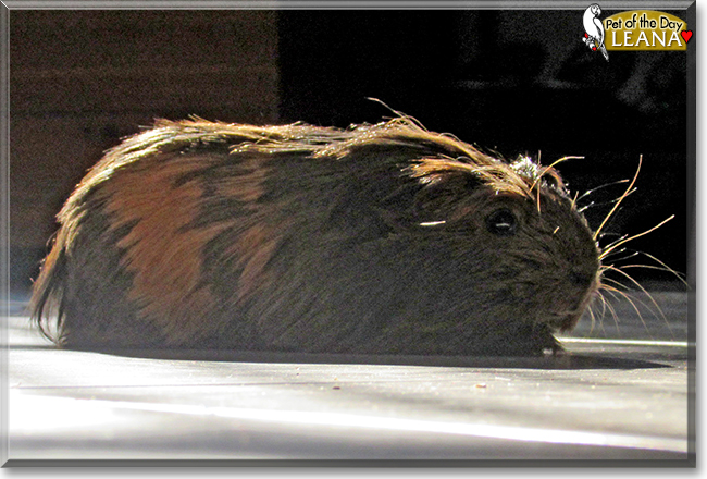 Leana the Peruvian Guinea Pig, the Pet of the Day
