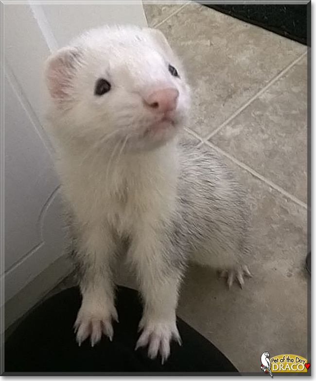 Draco the Ferret, the Pet of the Day