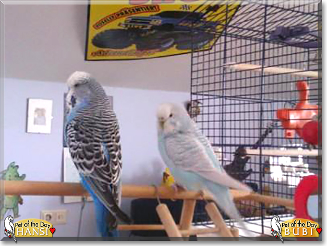 Hansi and Bubi the Budgies, the Pet of the Day