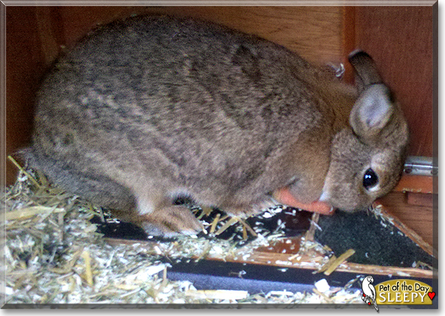 Sleepy the Rabbit, the Pet of the Day