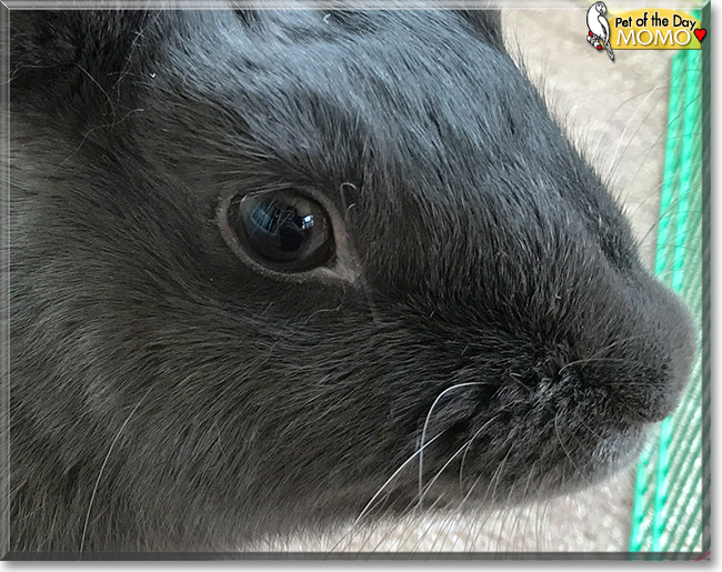 Momo the Rex Rabbit/Belgian Hare, the Pet of the Day
