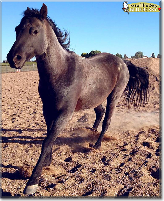 Blueberry the Quarter Horse, the Pet of the Day