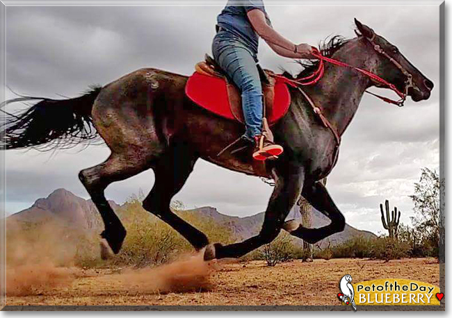 Blueberry the Quarter Horse, the Pet of the Day