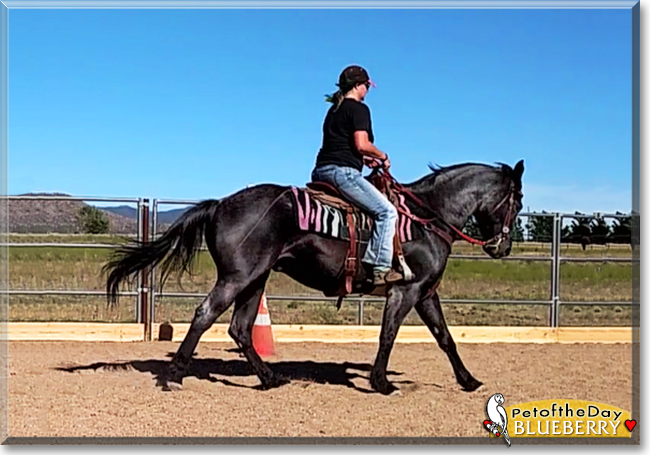 Blueberry the Quarter Horse, the Pet of the Day