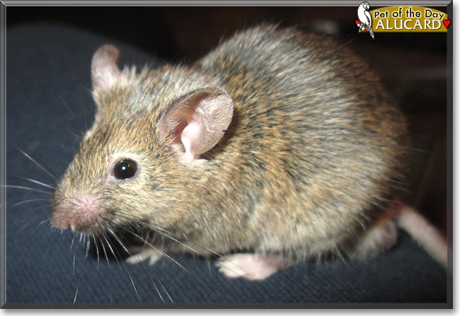 Alucard the Mouse, the Pet of the Day