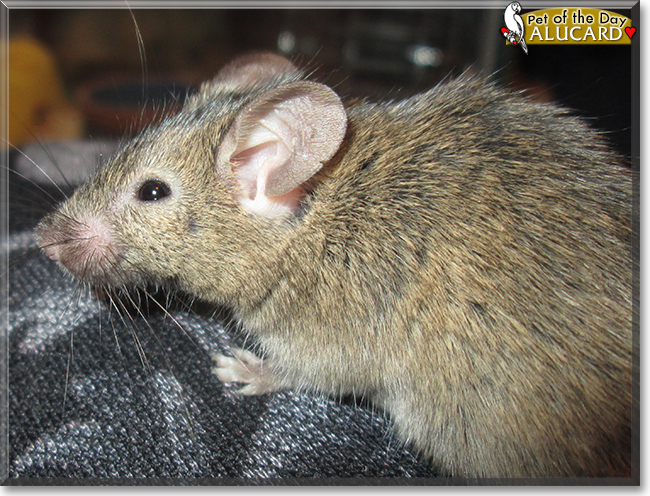 Alucard the Mouse, the Pet of the Day