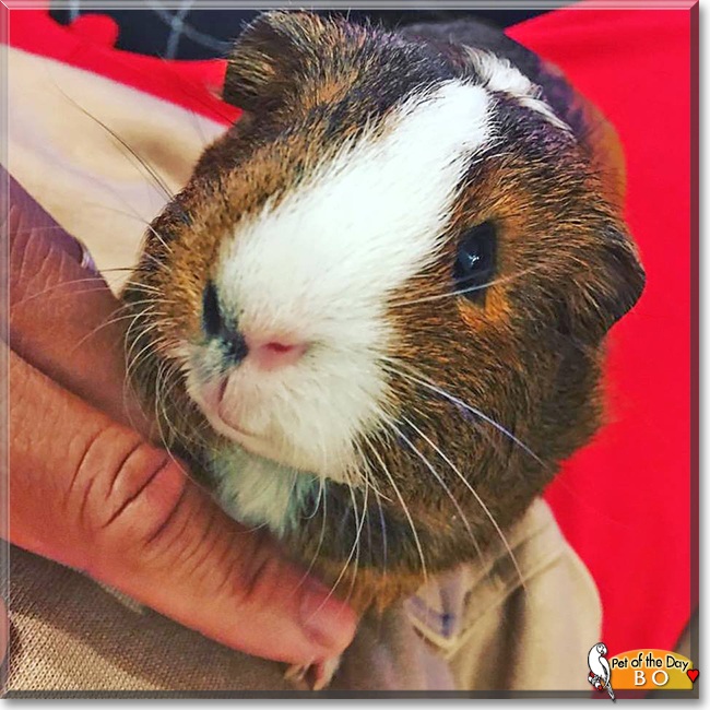 Bo the Guinea Pig, the Pet of the Day