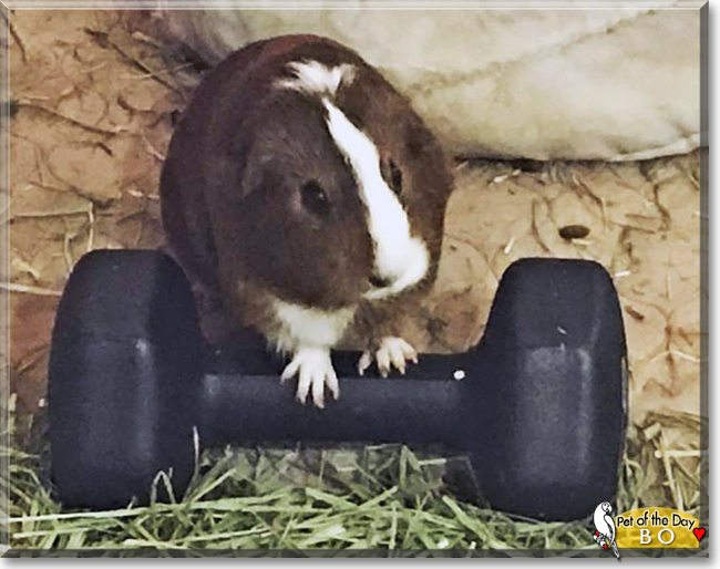 Bo the Guinea Pig, the Pet of the Day