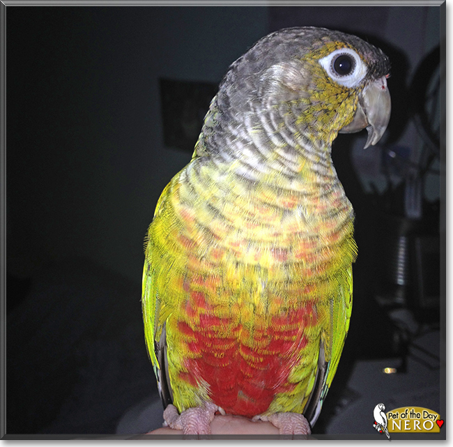 Nero the Green Cheek Conure, the Pet of the Day