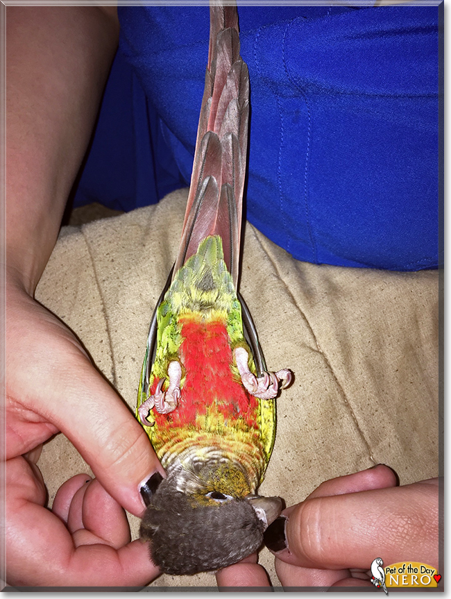 Nero the Green Cheek Conure, the Pet of the Day