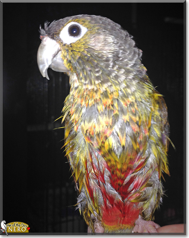 Nero the Green Cheek Conure, the Pet of the Day