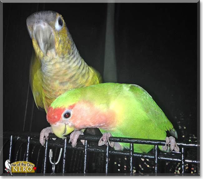 Nero the Green Cheek Conure, the Pet of the Day