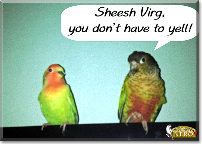Nero the Green Cheek Conure, the Pet of the Day