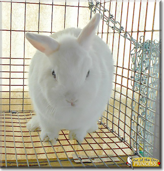 Princess the Netherland Dwarf Rabbit, the Pet of the Day