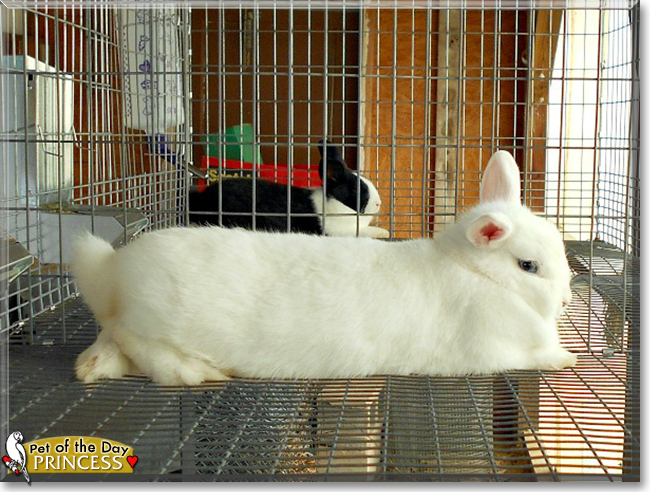 Princess the Netherland Dwarf Rabbit, the Pet of the Day