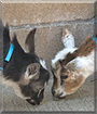 Snickers, Rolo the Nigerian Dwarf Goats