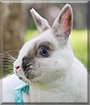 Teacup the Netherland Dwarf mix Rabbit