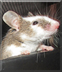 Glenn the Fancy Mouse