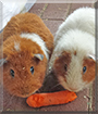 Pauli and Bärli the Guinea Pigs