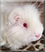 Kyubey the Texel Guinea Pig