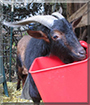 Sam the San Clemente Island Goat