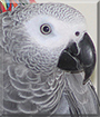 Nigel the Congo African Grey Parrot