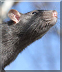 Pepper the Fancy Rat