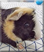 Puppy the Guinea Pig