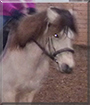 Lady the Conemara Pony