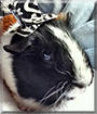 Squeakers the Guinea Pig