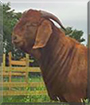 Moe the Boer Goat