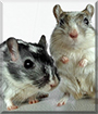 Nikita and Leonid the Gerbils
