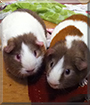 Lucky and Lenny the Guinea Pigs