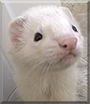 Draco the Ferret