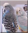 Hansi and Bubi the Budgies